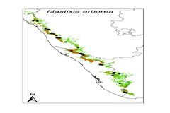 Mastixia arborea subsp. arborea